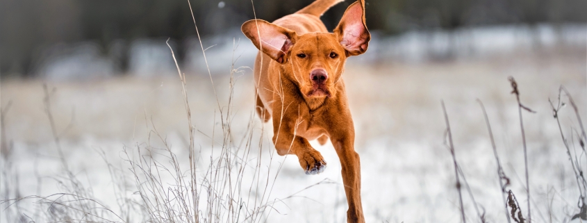 Hund der freudig zurückkommt